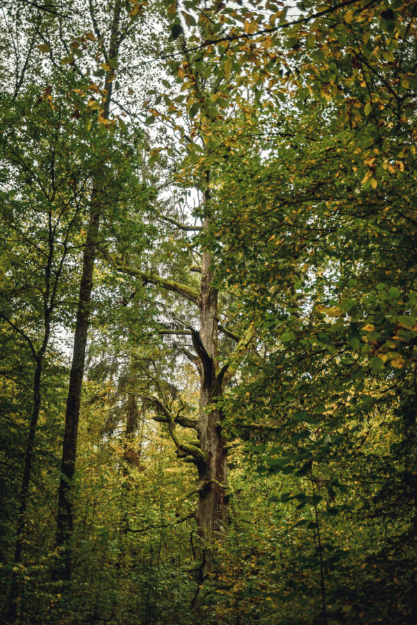 DSC_3022