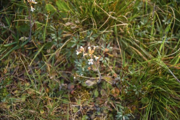 DSC_4461