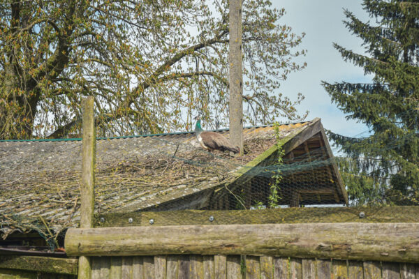 DSC_4969